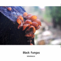 Dried black fungus Black Wood Ear agaric From CHINA